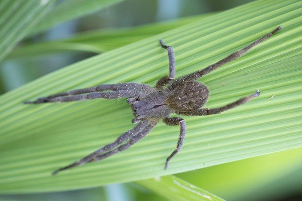 Qual é a Aranha mais Venenosa do Brasil - Aranha Armadeira Phoneutria