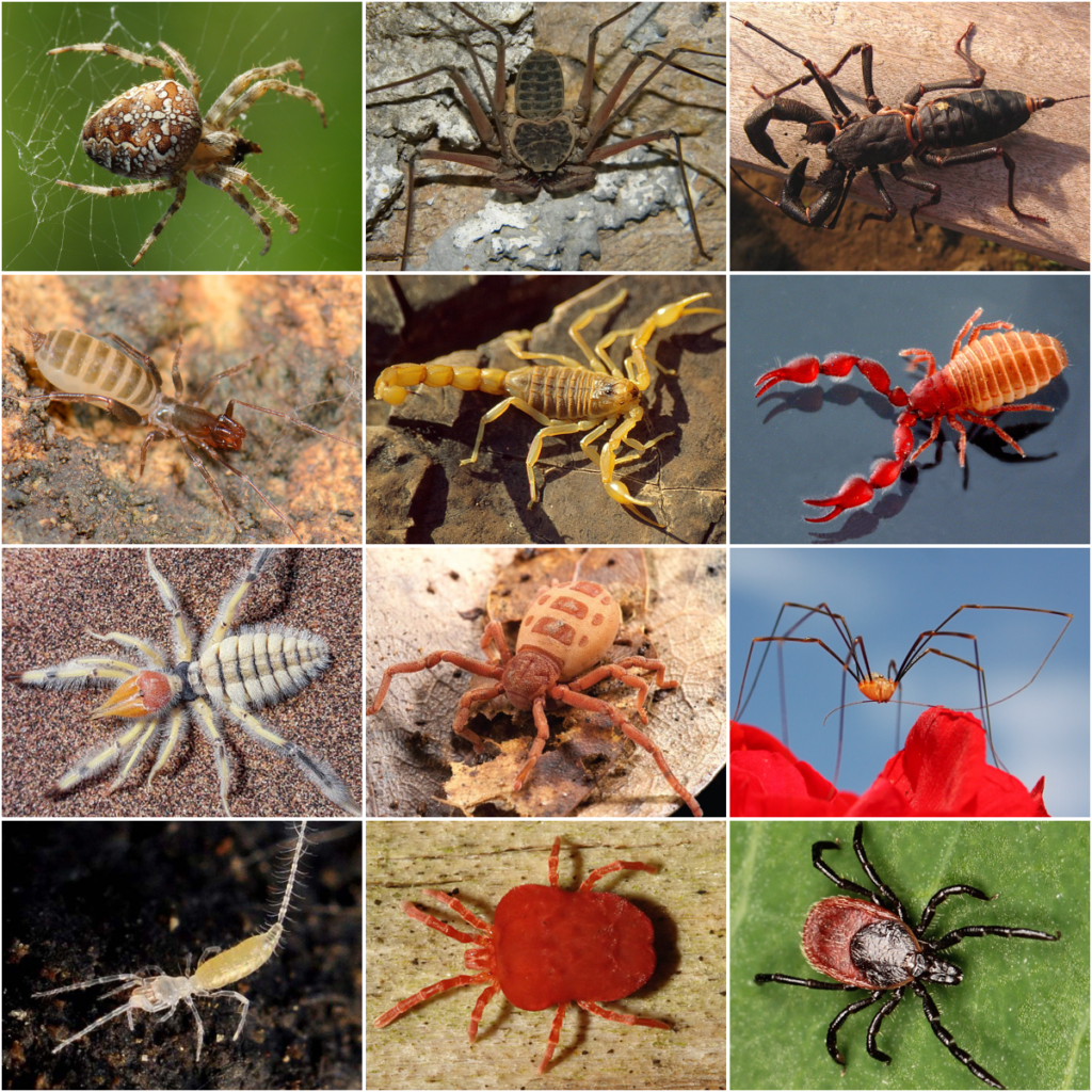 Quantas espécies de Aranhas Existem no Brasil