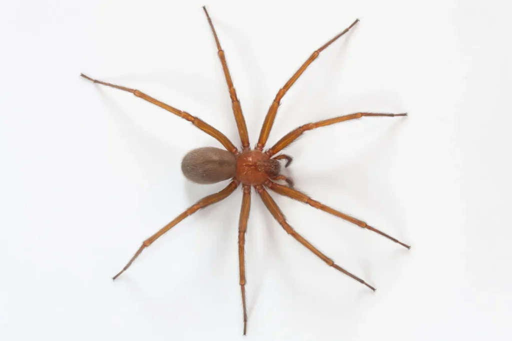 Existe Aranha Marrom em Araraquara - Riscos e Cuidados