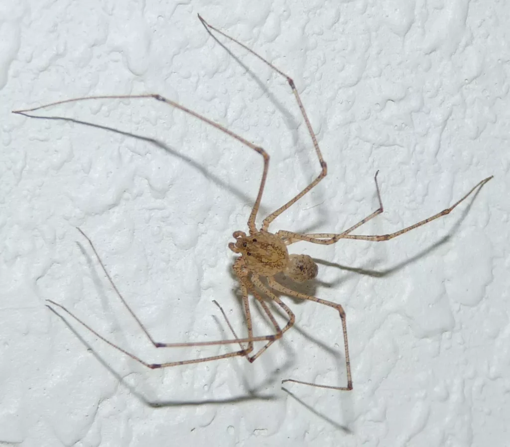 Quando fazer uma Dedetização de Aranhas em Araraquara