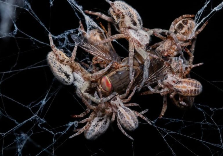 Como as Aranhas se Reproduzem em Araraquara