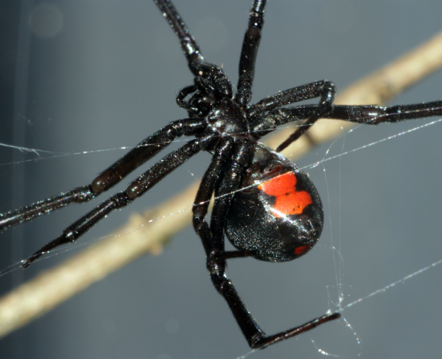 Aranha Viúva Negra é Perigosa - Latrodectus