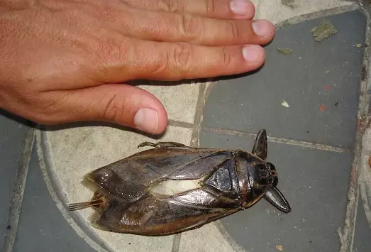 O que são Baratas d'Água?