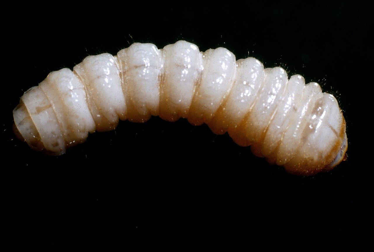 Tempo de vida da larva de broca de madeira