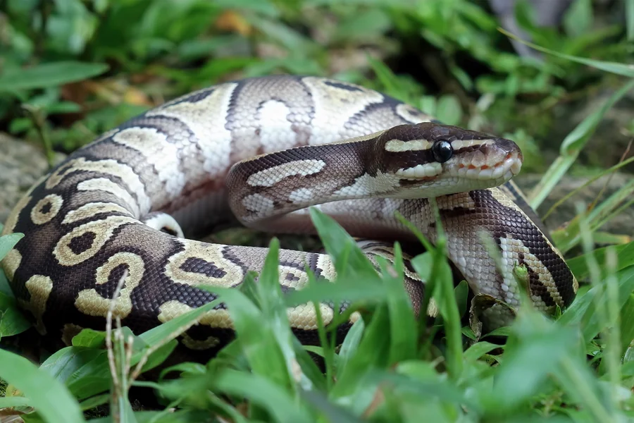 Como é Feito o Controle de Cobras em Araraquara