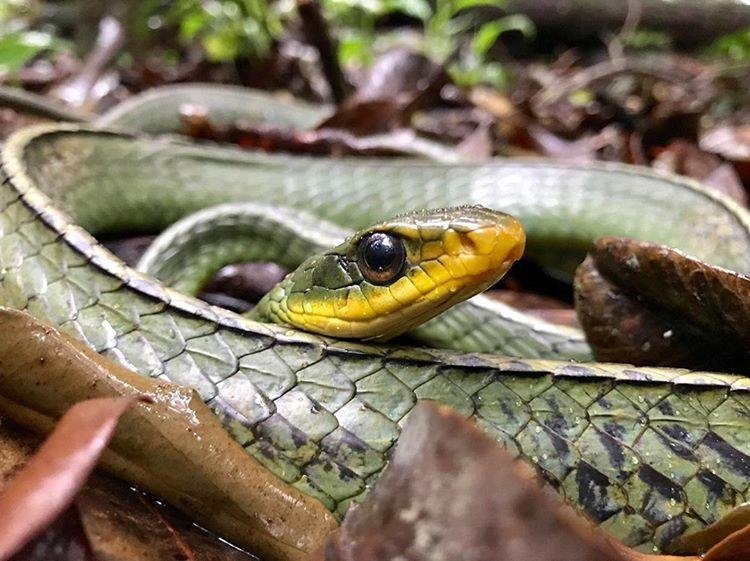 Quais são as espécies de cobras brasileiras