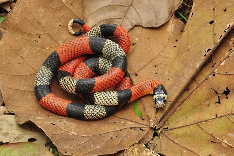 Quais são as cobras mais venenosas do Brasil - Cascavéis, Jararacas e Corais