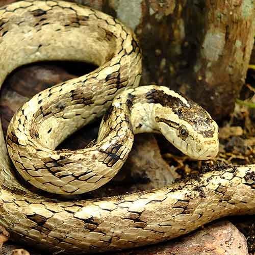 Quanto tempo uma cobra vive - Longevidade e Ciclo Biológico