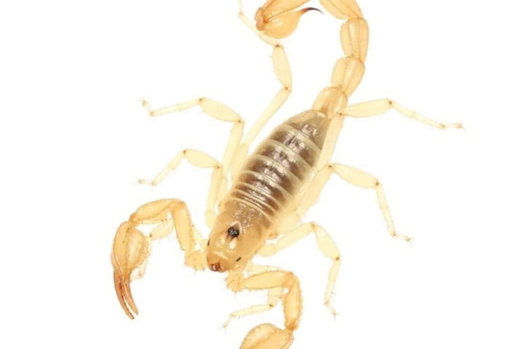 Qual é o escorpião mais venenoso do Brasil?