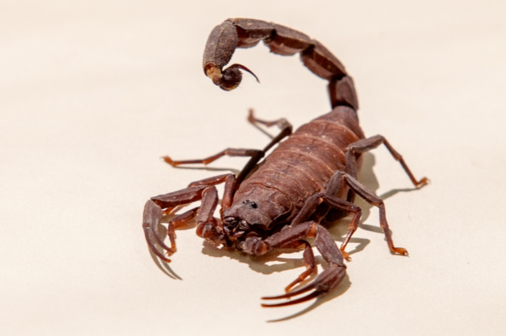 Quanto Tempo um Escorpião Vive?
