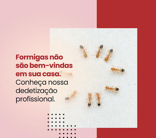 Qual o valor de uma Dedetização de Formigas em Araraquara - Vistoria Técnica