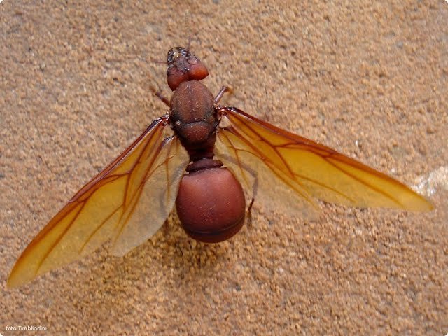 O que é uma Formiga Saúva - Danos a Jardins e Lavouras em Araraquara