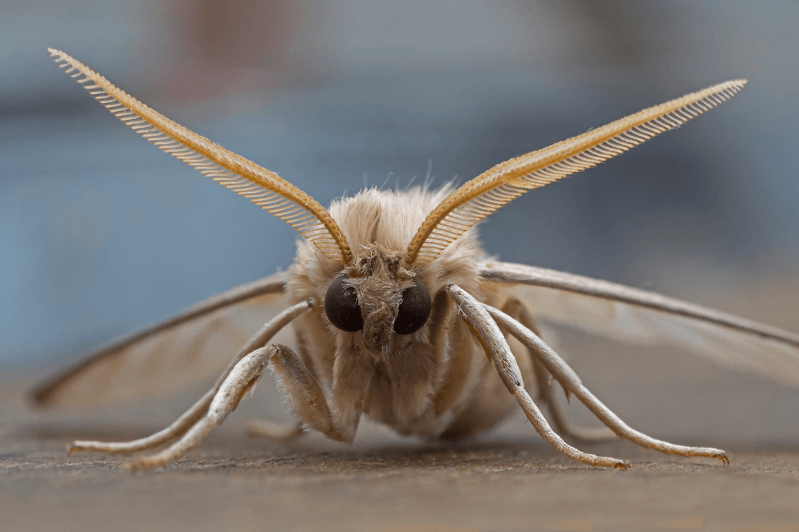 Mariposa Bruxa Pica? Tem veneno - Ascalapha odorata