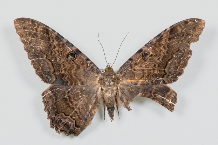 Mariposas são perigosas - Cerdas Urticantes e Dermatites