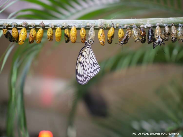 Como as Mariposas se Reproduzem em Araraquara - Metamorfose Completa