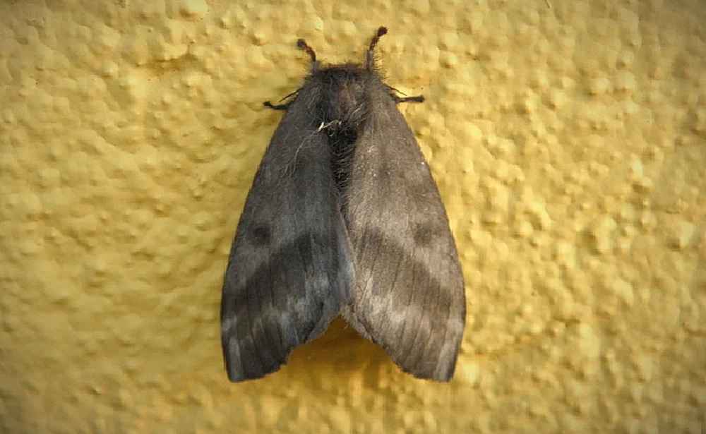 Quanto Tempo uma Mariposa Vive - Longevidade e Fases