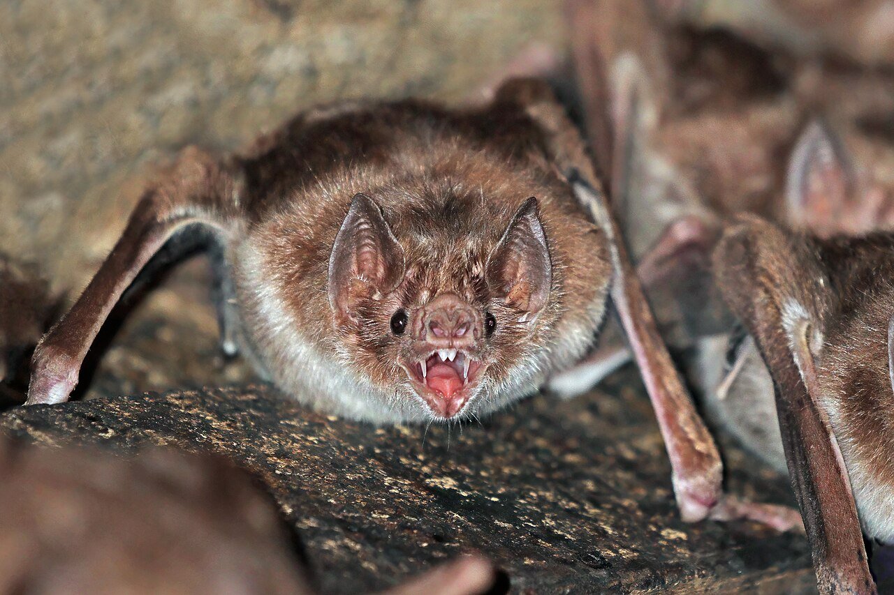 Qual Morcego é mais perigoso para seres humanos - Riscos de Transmissão da Raiva
