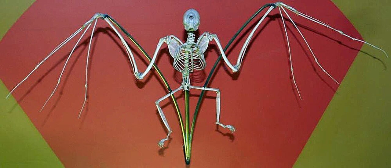 Morcegos chupam sangue de humanos - Espécies Hematófagas Desmodus rotundus