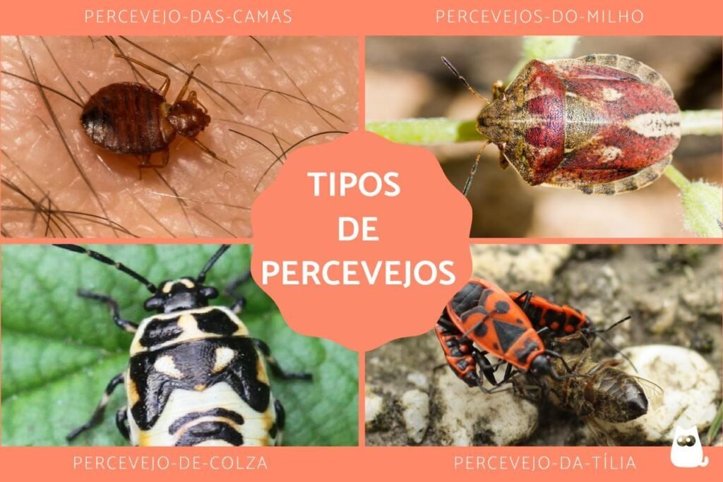 Quantas espécies de Percevejo de Cama existem em Araraquara