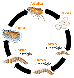 Como as Pulgas se Reproduzem em Araraquara - Metamorfose Completa