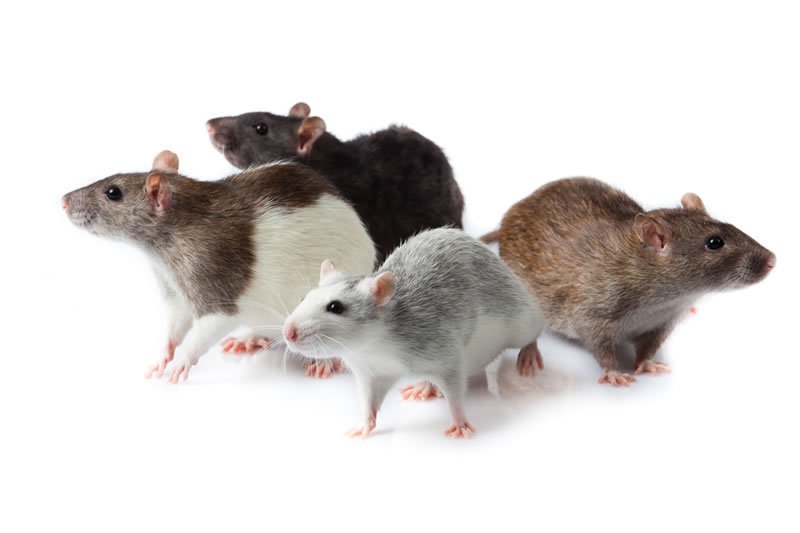 Quantos tipos de Ratos Existem no Brasil?